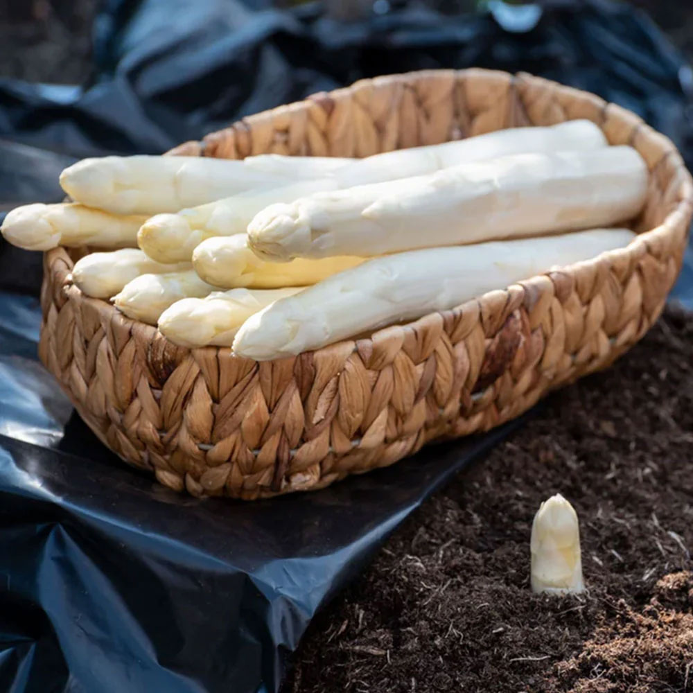 spargel Spargel (weiß) aus Brandenburg – Bild 1