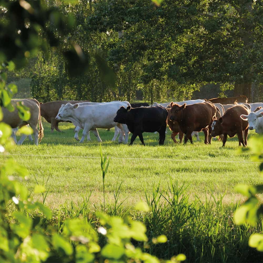 rinderfett-angus-talg Angus Rinderfett/Talg – Bild 1