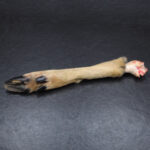 Reh-Läufe für Hunde – Bild 3