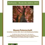 Übernehmen Sie eine Rotbuchen Patenschaft