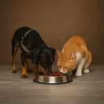 Angus Fleisch für Hunde